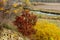 Autumn view with a mahogany tree by the river among the golden autumn vegetation. Picturesque autumn landscape