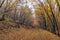 Autumn view of mountain foodpath, Vitosha Mountain, Bulgaria