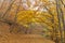 Autumn view of mountain foodpath and wooden bridge, Vitosha Mountain, Bulgaria