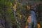 Autumn view of Oulanka National Park, landscape, a finnish national park in the Northern Ostrobothnia and Lapland regions of