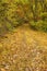 An Autumn View of a Peaceful Woodland Trail