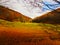 Autumn view of a pines and beeches forest on a mountain