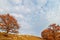 Autumn view with sheep herd in the province of Limburg