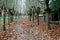 Autumn view with trees lined up and many fallen leaves