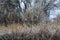 Autumn view on trees with silver foliage through dry golden herbs