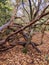 Autumn view of twisted old trees in Epping forest , Chingford London