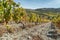 Autumn view on a wineyard terraces in Duoro valley on Duoro river, Portugal