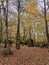 Autumn view with yellow leaves in Epping forest , Chingford London