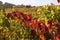 Autumn vineyard