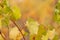 Autumn vineyard. Autumn leaves of grapes. Grapevine in the fall. Soft focus.