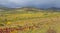 Autumn vineyard colorful landscape