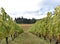 Autumn Vineyard - Farm Landscape