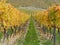 Autumn vineyard Gibbston Valley, New Zealand