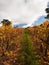 Autumn Vineyard with golden leaves