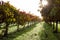 Autumn vineyard in the morning