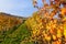 Autumn vineyard. Piedmont, Italy