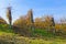 Autumn vineyard. Piedmont, Italy