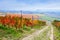 Autumn vineyard. Piedmont, Italy