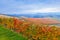 Autumn vineyard. Piedmont, Italy