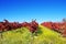 Autumn vineyard at Portugal