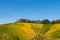 Autumn vineyard scene on hillside under blue sky, countryside agricultural field