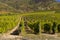 Autumn vineyard, Tokaj region, Great Plain and North, Hungary