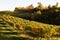 Autumn vineyard in Virginia