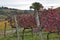 Autumn in the vineyards