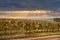 Autumn vineyards on the background of blue sky