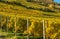 Autumn vineyards field in South Tyrol, Trentino Alto Adige, Italy