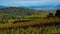 Autumn in the vineyards of the Kaiserstuhl in germany