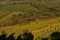 Autumn vineyards near Grinzing, Vienna