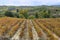 Autumn vineyards near LaGuardia, Dpain