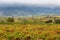 Autumn vineyards near LaGuardia, Dpain