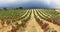 Autumn vineyards near LaGuardia, Dpain