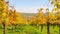 Autumn vineyards near  Southern Czechia borders, Europe. Gentle wind is moving with colorful leaves. Vine fields in a vall