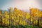 Autumn vineyards and organic grape