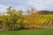 Autumn in the vineyards in Rheingau / Germany