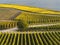 Autumn in the vineyards at the river rhine near RÃ¼desheim