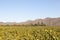 Autumn vineyards in the Robertson Wine Valley, Western Cape Winelands, South Africa