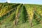 autumn vineyards on a sunny day, Ahrtal 2020