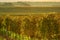 Autumn vineyards in the sunshine