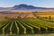 Autumn vineyards under Palava near Sonberk, South Moravia, Czech Republic