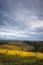 Autumn vineyards, Willamette Valley, Oregon