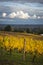 Autumn vineyards, Willamette Valley, Oregon