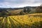 Autumn vineyards, Willamette Valley, Oregon
