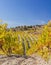 Autumn vineyards with yellow leaves between the rocky slopes near Malia, Cyprus