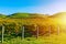 Autumn vineyeard during golden hour sunset with green rolling hills in the background. Hawke's Bay, New Zealand