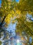 autumn vivid yellow and green maple trees on blue sky background - full frame upward view from below