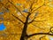 autumn vivid yellow maple tree on blue sky background - full frame upward view from below